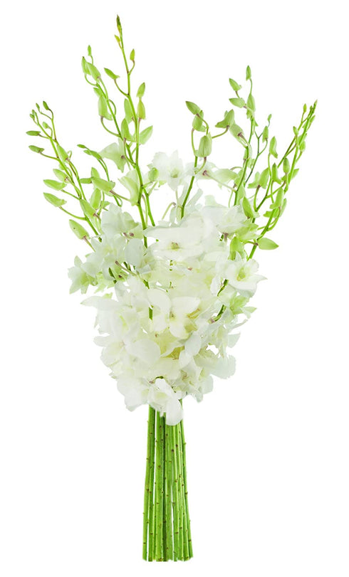 KaBloom Prime Delivery : Bouquet of White Orchid for Sympathy, Wedding, Anniversary,