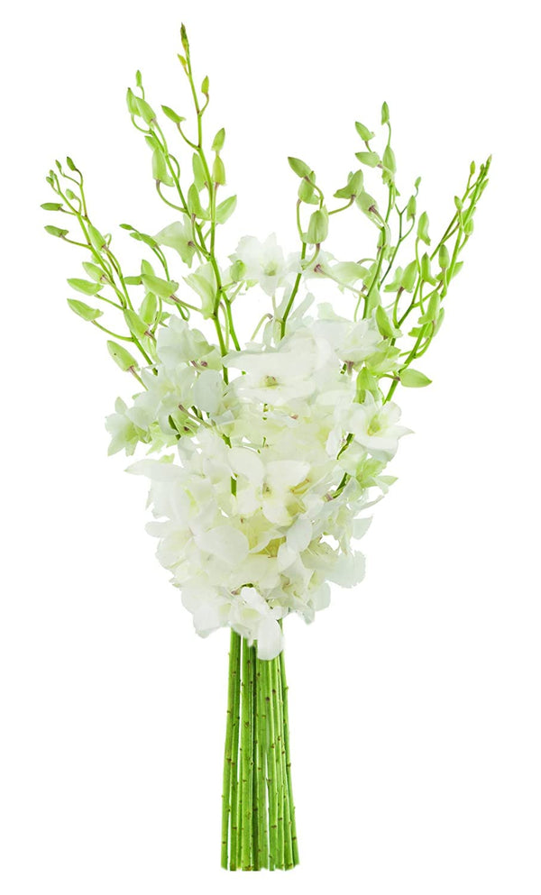 KaBloom Prime Delivery : Bouquet of White Orchid for Sympathy, Wedding, Anniversary,