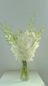 20 Elegant Stems of Fresh White Dendrobium Orchids - Perfect for Any Occasion
