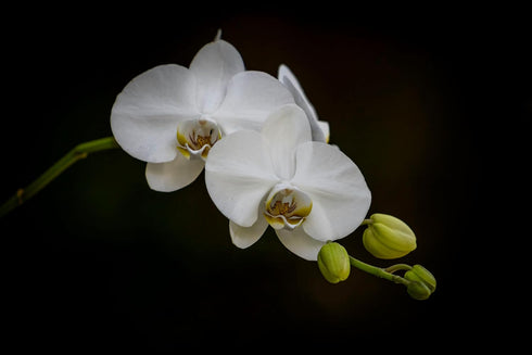 Generic White Phalaenopsis Orchid Plant in Ceramic Pot, Live Indoor Flowering Plant with Multiple Blooms. Everylasting