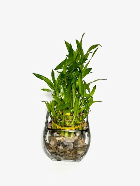 Generic Three Tier Lucky Bamboo Indoor Live Plant in Glass Square Vase with Multi-Toned River Pebbles, Live Lucky