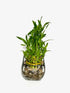 Generic Three Tier Lucky Bamboo Indoor Live Plant in Glass Square Vase with Multi-Toned River Pebbles, Live Lucky