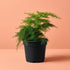 NYGardenia 4 Inch Pot Asparagus Fern Live Plant, Soft Feathery Foliage, Easy Care Indoor Houseplant