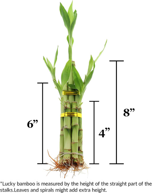 5 8 Inch Live Lucky Bamboo Stalk Arrangement - Live Indoor House Plant for Home Decor, Arts & Crafts, Zen Garden