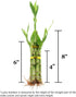5 8 Inch Live Lucky Bamboo Stalk Arrangement - Live Indoor House Plant for Home Decor, Arts & Crafts, Zen Garden