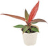 Arcadia Garden Products Live Sun Red Philodendron Rare Indoor Houseplant in Plastic Pot, Tropical Plant
