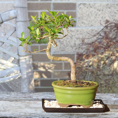 7 8-16 Inches Brussel's Bonsai - Live Golden Gate Ficus Bonsai Tree with Ceramic Bonsai Pot & Humidity Tray, Indoor