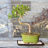 7 8-16 Inches Brussel's Bonsai - Live Golden Gate Ficus Bonsai Tree with Ceramic Bonsai Pot & Humidity Tray, Indoor