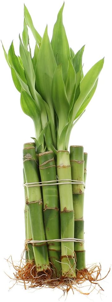 NW Wholesaler - 4" Live Lucky Bamboo Plant - Bundle of 10