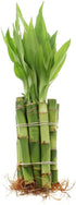 4" NW Wholesaler - Live Lucky Bamboo Straight Stalks and Bottle of Super Green Fertilizer -, Feng Shui Plant, Indoor