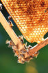 16 Oz Madhava Organic Golden Honey Squeeze