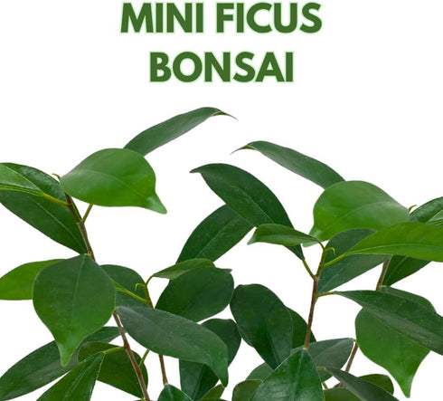 2 inch BubbleBlooms Mini Ficus Bonsai in a Pot