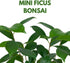 2 inch BubbleBlooms Mini Ficus Bonsai in a Pot