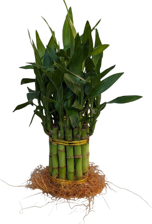 Generic Live Lucky Bamboo Plant, 15 Stalks, Two Tier, Air Purifying, Indoor