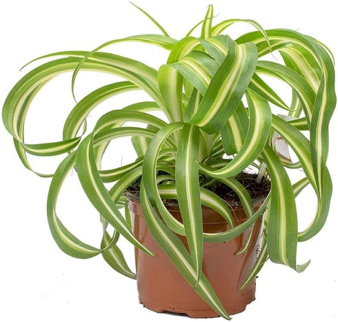 Bonnie Spider Plant - Live Plant in a 4 Inch Pot -