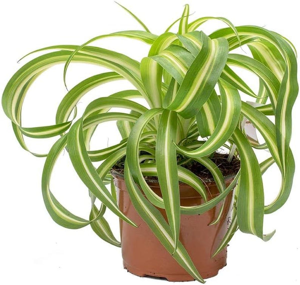 Bonnie Spider Plant - Live Plant in a 4 Inch Pot -
