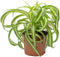 Bonnie Spider Plant - Live Plant in a 4 Inch Pot -