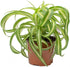 Bonnie Spider Plant - Live Plant in a 4 Inch Pot -