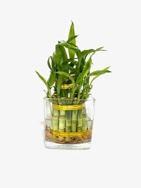Generic Two Layer Live Luck Bamboo Indoor House Plant in Glass Vase, Live Lucky Bamboo Plant, Dracaena sanderiana, Feng
