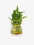 Generic Two Layer Live Luck Bamboo Indoor House Plant in Glass Vase, Live Lucky Bamboo Plant, Dracaena sanderiana, Feng