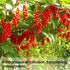 Wananfu Schisandra Berry Dried - 4oz, Schizandra Berries for Tea, Wuweizi (????)