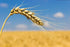 10 Food to Live Unbleached White Fine Pastry Flour, Pounds Stone Ground from Soft White Whole Wheat Berries, Finely