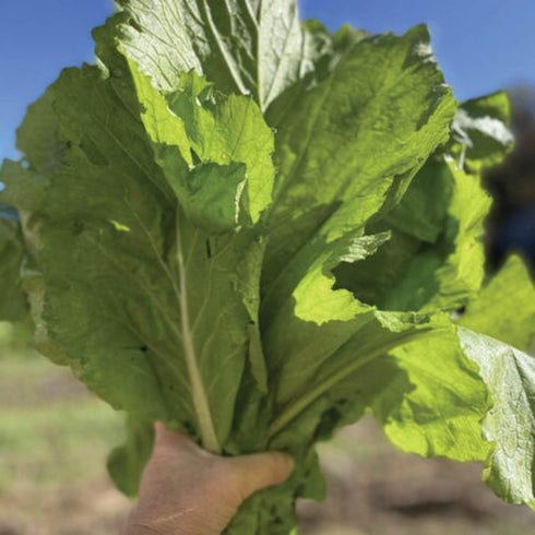 The Rike 3000 Seeds Mustard Leaf Ci B Xanh Green Mustard Lettuce Spinach Seeds Southern Giant Curled Mustard Greens