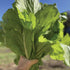 The Rike 3000 Seeds Mustard Leaf Ci B Xanh Green Mustard Lettuce Spinach Seeds Southern Giant Curled Mustard Greens