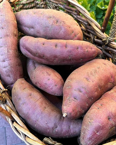 Generic (3 Fresh Red Purple Japanese Sweet Potatoes, Whole Fresh Produce Pounds)