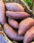 Generic (3 Fresh Red Purple Japanese Sweet Potatoes, Whole Fresh Produce Pounds)