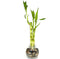 Generic 3 Stright Live Lucky Bamboo Stalks Arrangement 4,6, & 8 in Small