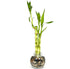 Generic 3 Stright Live Lucky Bamboo Stalks Arrangement 4,6, & 8 in Small