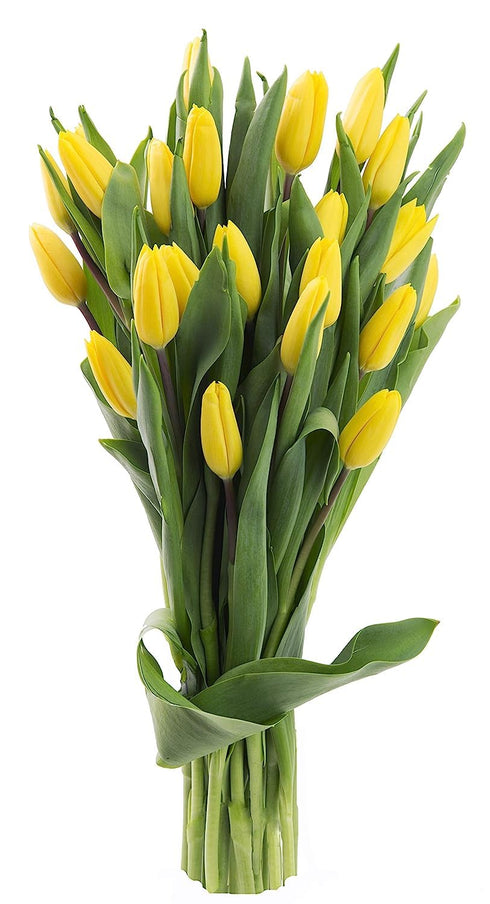 KaBloom Flowers -Valentine's Day Collection - 10 Yellow Tulips without vase, Gift