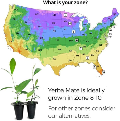 (4 Pack) Yerba Mate Tea Plant | Real Live Plant for Sale | Perfect for Tea Lovers | Hardy and Easy to Grow for Planting