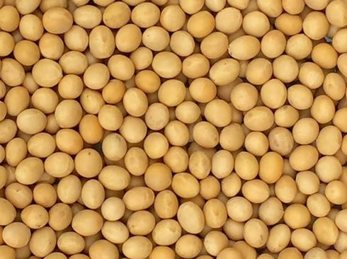 Pinstar Premium Premium Non-GMO Soybeans - 3 Lbs - Perfect for Soy Milk, Tofu,