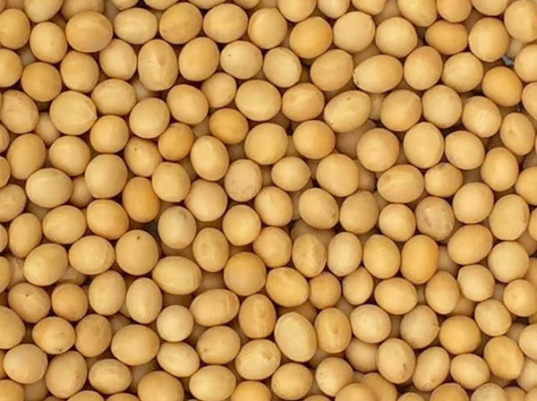 Pinstar Premium Premium Non-GMO Soybeans - 3 Lbs - Perfect for Soy Milk, Tofu,
