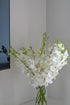 20 Elegant Stems of Fresh White Dendrobium Orchids - Perfect for Any Occasion