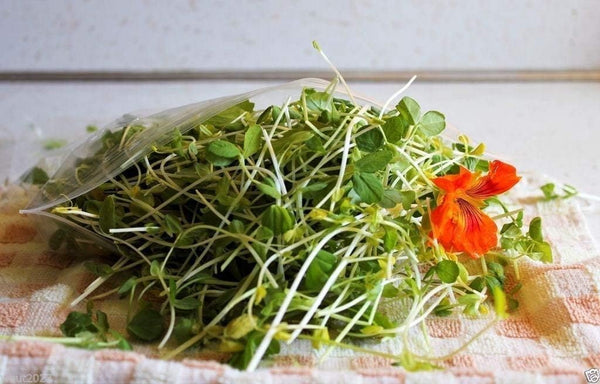 Mustard and Co. Mustard,CHO KARA,Bred especially for microgreen,Grow Year round,Ready in 5 days(4 oz Pack)