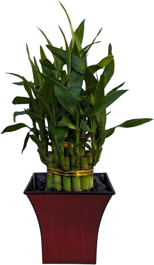 Generic Live Lucky Bamboo Plant in Red Vase, 2 Tiers, 6" and 4"