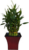Generic Live Lucky Bamboo Plant in Red Vase, 2 Tiers, 6" and 4"