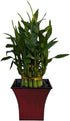 Generic Live Lucky Bamboo Plant in Red Vase, 2 Tiers, 6" and 4"
