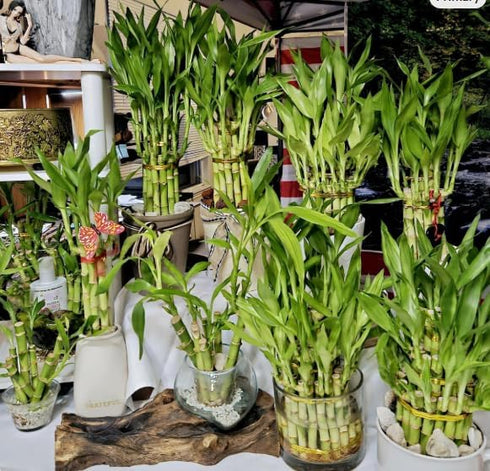 Generic 6 2x4, 2x6 2x8, Lucky Bamboo Stalks - and Just add Water, Home Decor, Office Decor, Indoor Perennial Plants