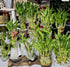 Generic 6 2x4, 2x6 2x8, Lucky Bamboo Stalks - and Just add Water, Home Decor, Office Decor, Indoor Perennial Plants