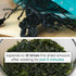 Chung Jung One O'Food Dried Seaweed - Korean Miyeok Baby Wakame Cut Flakes, 50g, Pack of 2