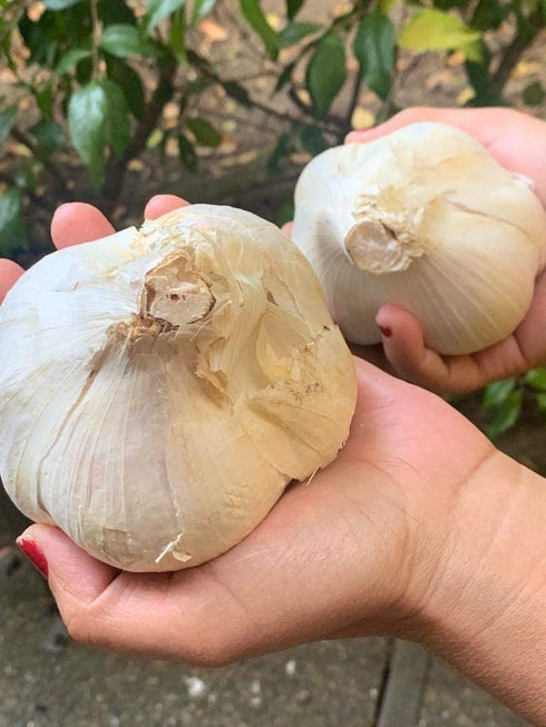 Generic 2 Bulbs. Elephant Garlic. Grown in California. Huge Delicious milder, mellower flavor. Great for Cooking