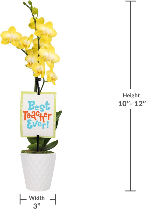 3" Green Circle Growers Petite Yellow Orchid in Evi White Planter, Live Plant Best Teacher Ever
