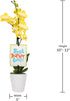 3" Green Circle Growers Petite Yellow Orchid in Evi White Planter, Live Plant Best Teacher Ever