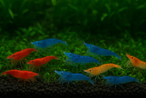 Generic 7 Orange & 7 Blue Dream & 7 Fire Red Three Mix