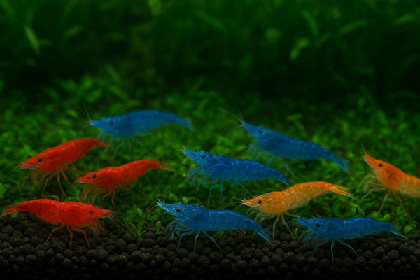 Generic 7 Orange & 7 Blue Dream & 7 Fire Red Three Mix