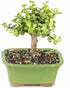 3 5-8 Inches Brussel's Bonsai - Live Dwarf Jade Bonsai Tree in a Ceramic Bonsai Pot, Indoor Succulent Houseplant, Years